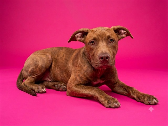 Shelter Stray Male Dog last seen Near BLOCK EDGEWOOD AVE, 2020 Forest St, Jacksonville, FL 32204, USA