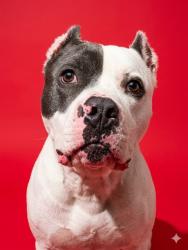 Shelter Stray Male Dog last seen Near BLOCK UNIVERSITY BLVD W, 2020 Forest St, Jacksonville, FL 32204, USA