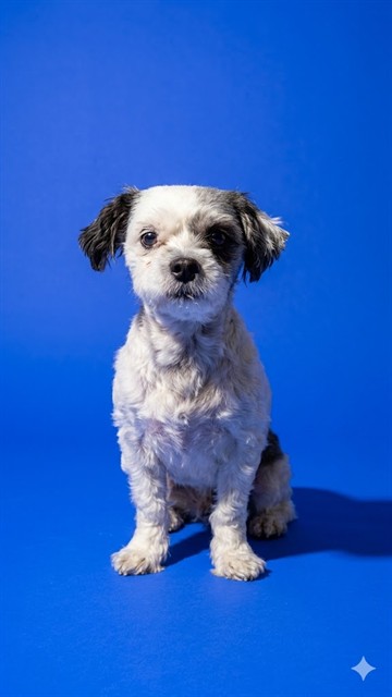 Shelter Stray Female Dog last seen Near BLOCK FOREST ST, 2020 Forest St, Jacksonville, FL 32204, USA