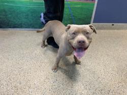 Shelter Stray Female Dog last seen LAS, 3599 NW 79th Ave, Doral, FL 33122, USA