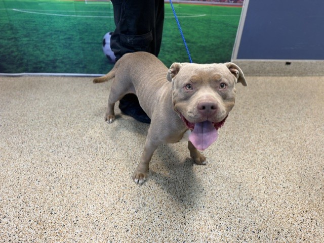 Shelter Stray Female Dog last seen LAS, 3599 NW 79th Ave, Doral, FL 33122, USA