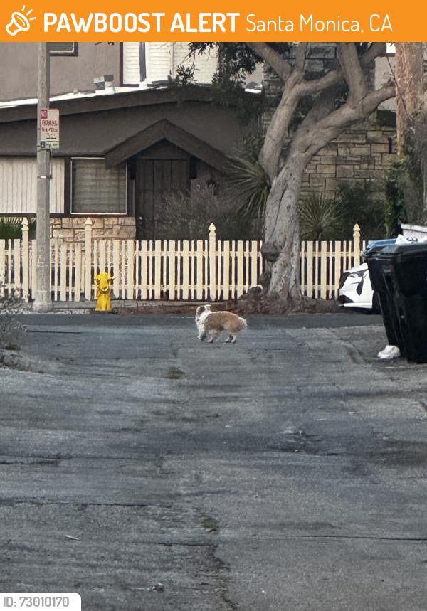 Found/Stray Unknown Dog last seen Carls Junior, Santa Monica, CA 90404