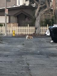 Found/Stray Unknown Dog last seen Carls Junior, Santa Monica, CA 90404