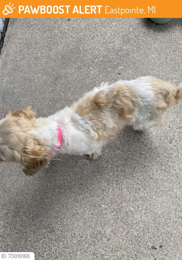 Found/Stray Female Dog last seen Kelly rd, Eastpointe, MI 48021