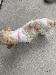 Found/Stray Female Dog last seen Kelly rd, Eastpointe, MI 48021