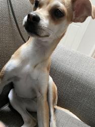 Lost Female Dog last seen Orlando, Orlando, FL 32825