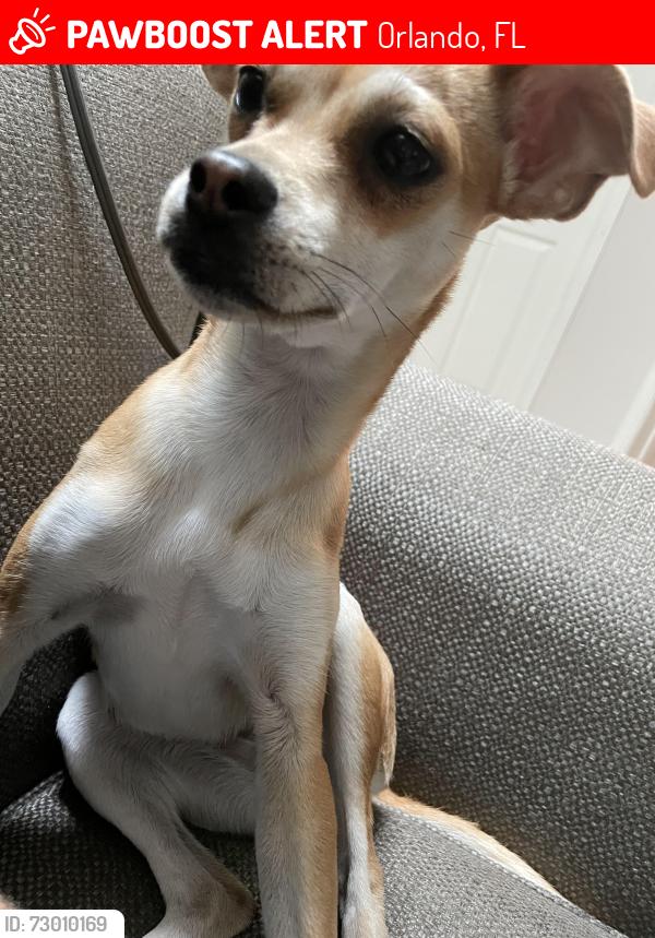 Lost Female Dog last seen Orlando, Orlando, FL 32825