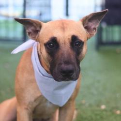 Shelter Stray Female Dog last seen , 4710 TX-151, San Antonio, TX 78227, USA