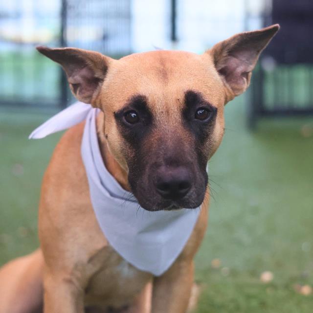 Shelter Stray Female Dog last seen , 4710 TX-151, San Antonio, TX 78227, USA