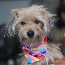 Shelter Stray Female Dog last seen Near BLOCK OF W GERALD, 4710 TX-151, San Antonio, TX 78227, USA
