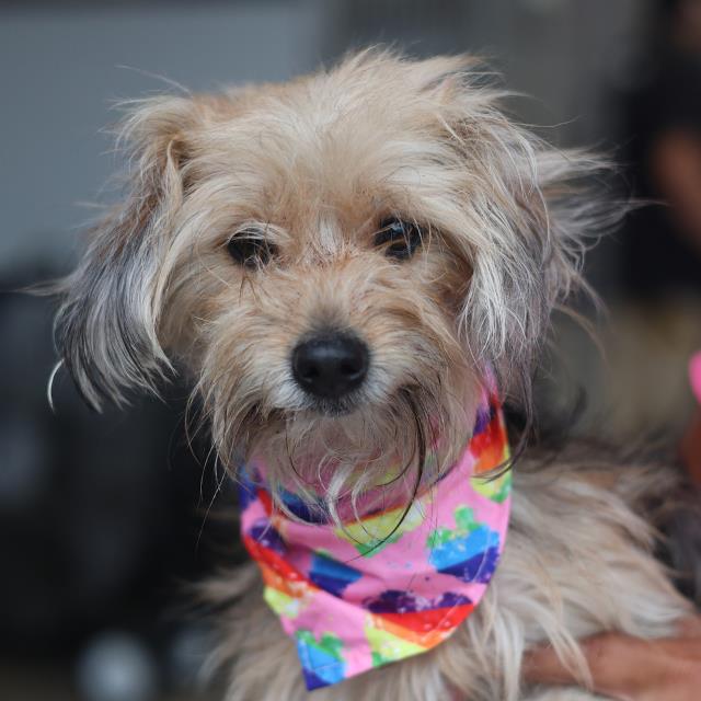 Shelter Stray Female Dog last seen Near BLOCK OF W GERALD, 4710 TX-151, San Antonio, TX 78227, USA