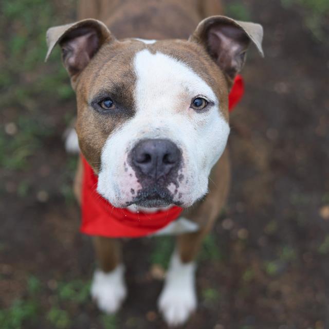 Shelter Stray Male Dog last seen Near BLOCK SE MILITARY DR, 4710 TX-151, San Antonio, TX 78227, USA