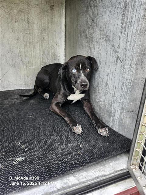 Shelter Stray Female Dog last seen Near BLOCK OF HAZEL VALLEY, 4710 TX-151, San Antonio, TX 78227, USA