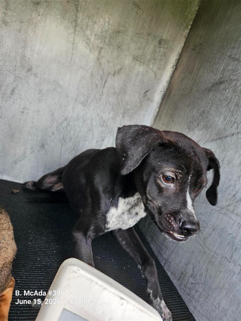 Shelter Stray Male Dog last seen Near BLOCK OF HAZEL VALLEY, 4710 TX-151, San Antonio, TX 78227, USA