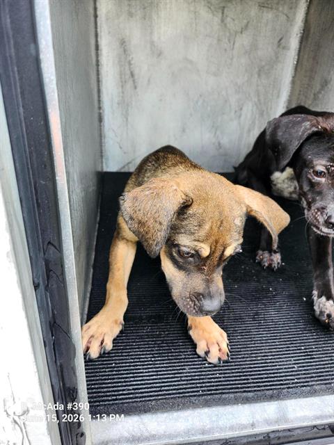 Shelter Stray Male Dog last seen Near BLOCK OF HAZEL VALLEY, 4710 TX-151, San Antonio, TX 78227, USA