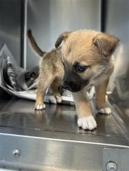 Shelter Stray Male Dog last seen , 4710 TX-151, San Antonio, TX 78227, USA
