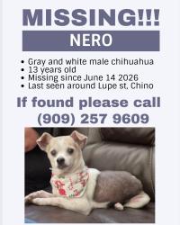 Reunited Male Dog last seen Roswell/shafer, Chino, CA 91710