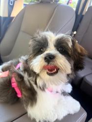 Lost Female Dog last seen Breezewood Park, Fernwood RD, by the trails, Chula Vista, CA 91913
