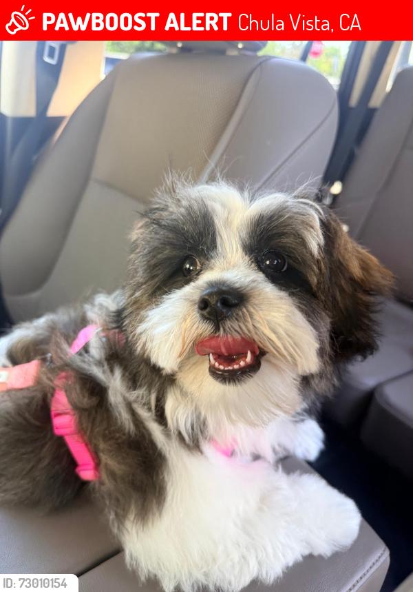 Lost Female Dog last seen Breezewood Park, Fernwood RD, by the trails, Chula Vista, CA 91913