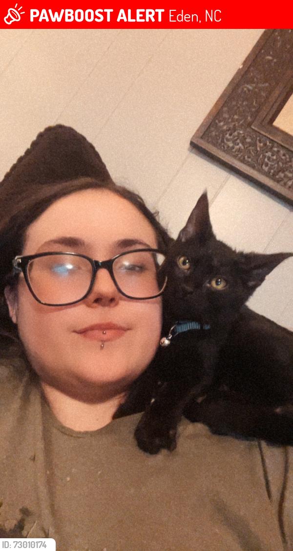 Lost Male Cat last seen Near price rd Eden nc, Eden, NC 27288