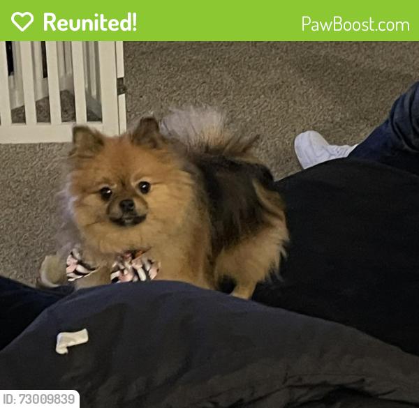 Reunited Female Dog last seen Ann and Shaumber, Las Vegas, NV 89161