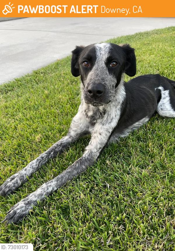 Found/Stray Female Dog last seen Quinn St. / Pomering Rd, Downey, CA 90242