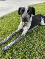 Found/Stray Female Dog last seen Quinn St. / Pomering Rd, Downey, CA 90242