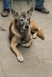 Lost Female Dog last seen División del norte y cerro del mezquital Dr. Jorge Jiménez Cantú cp 54190, Tlalnepantla, Méx. 54190