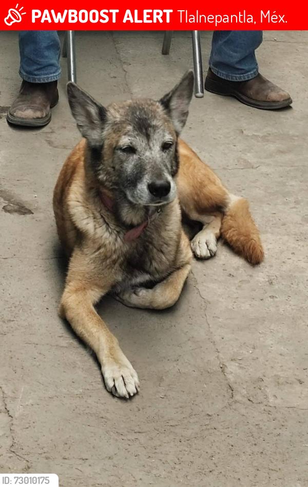 Lost Female Dog last seen División del norte y cerro del mezquital Dr. Jorge Jiménez Cantú cp 54190, Tlalnepantla, Méx. 54190