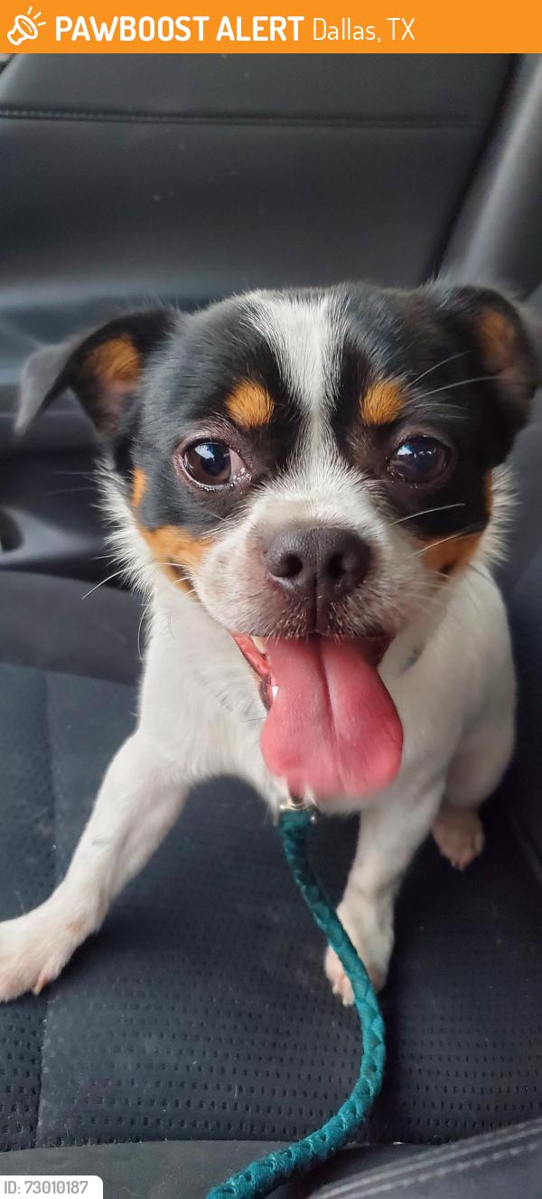 Found/Stray Male Dog last seen Murphy's Mansion, Dallas, TX 75231