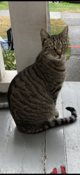 Lost Female Cat last seen 1st ave Nw and Nw 79th St, Seattle, WA 98117