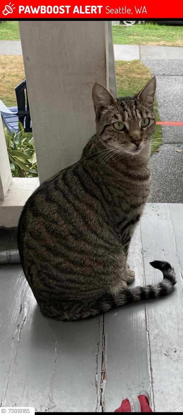 Lost Female Cat last seen 1st ave Nw and Nw 79th St, Seattle, WA 98117