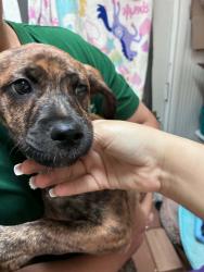 Found/Stray Unknown Dog last seen Davis and pendell st , Cleburne, TX 76033