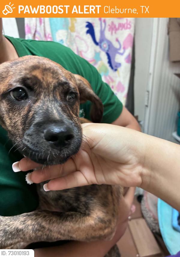Found/Stray Unknown Dog last seen Davis and pendell st , Cleburne, TX 76033