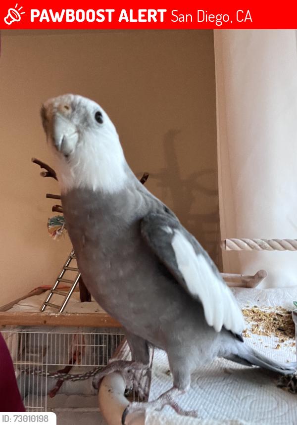 Lost Male Bird last seen Starbucks, San Diego, CA 92106