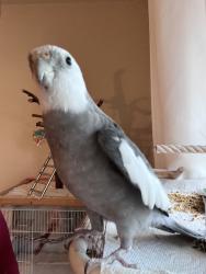 Lost Male Bird last seen Starbucks, San Diego, CA 92106