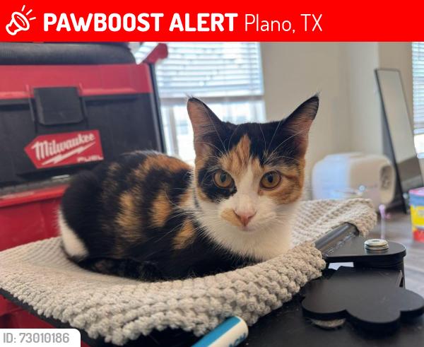 Lost Female Cat last seen In McDermott apmt Complex, Plano, TX 75025
