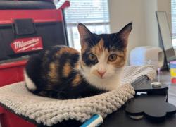 Lost Female Cat last seen In McDermott apmt Complex, Plano, TX 75025