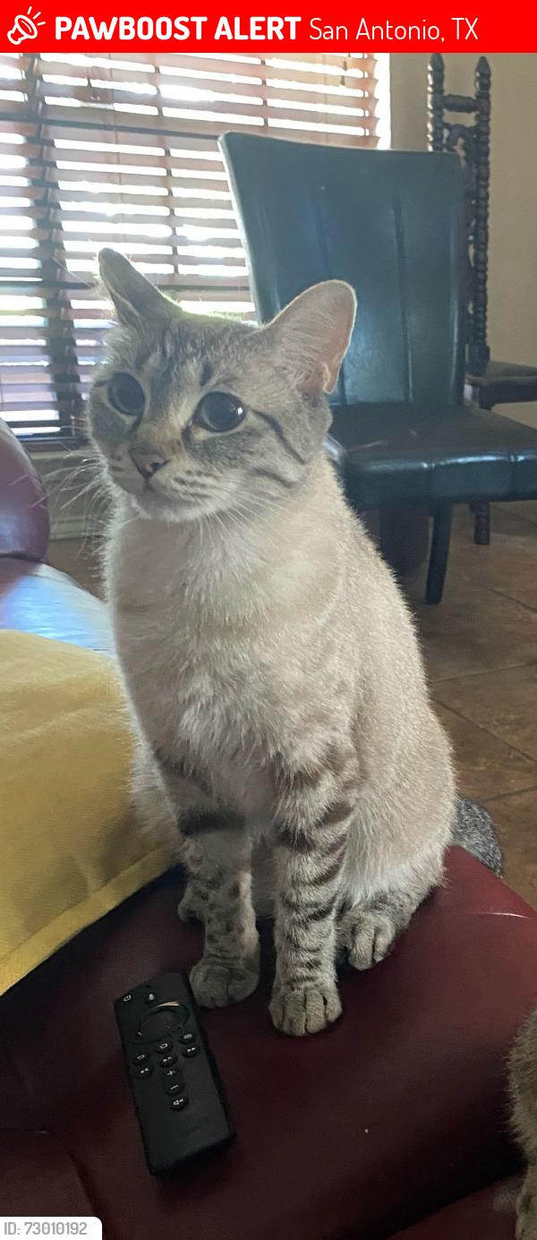 Lost Female Cat last seen Tezel rd , San Antonio, TX 78250
