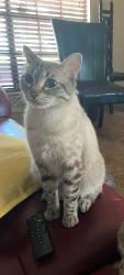 Lost Female Cat last seen Tezel rd , San Antonio, TX 78250