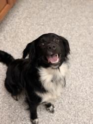 Shelter Stray Male Dog last seen Near clinton hwy ( walmart), City of Knoxville GP, TN, 3201 Division St, Knoxville, TN 37919, USA