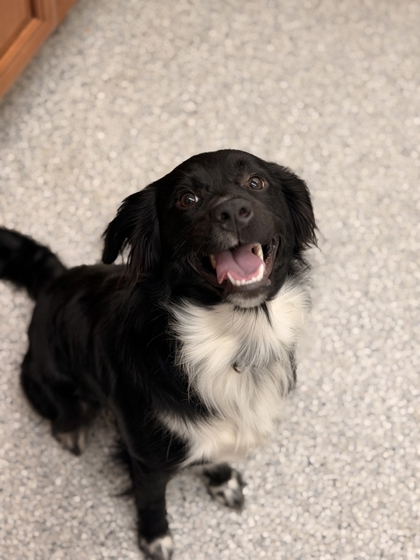 Shelter Stray Male Dog last seen Near clinton hwy ( walmart), City of Knoxville GP, TN, 3201 Division St, Knoxville, TN 37919, USA