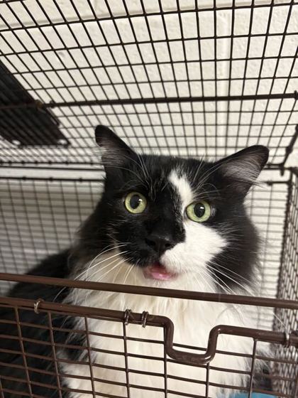 Shelter Stray Female Cat last seen Kensi Dr, City of Knoxville GP, TN, 3201 Division St, Knoxville, TN 37919, USA