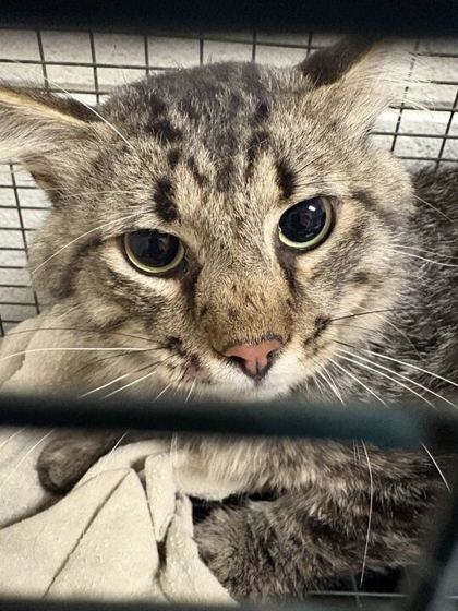 Shelter Stray Female Cat last seen Near block of dana lane, City of Knoxville GP, TN, 3201 Division St, Knoxville, TN 37919, USA