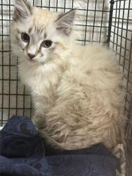 Shelter Stray Female Cat last seen Near block of dana lane, City of Knoxville GP, TN, 3201 Division St, Knoxville, TN 37919, USA