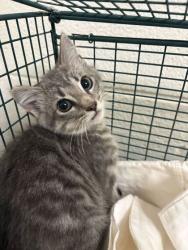 Shelter Stray Unknown Cat last seen Near block of dana lane, City of Knoxville GP, TN, 3201 Division St, Knoxville, TN 37919, USA