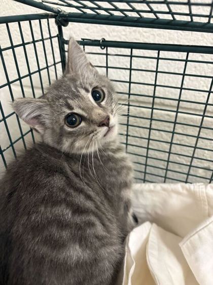 Shelter Stray Unknown Cat last seen Near block of dana lane, City of Knoxville GP, TN, 3201 Division St, Knoxville, TN 37919, USA