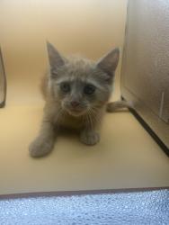 Shelter Stray Female Cat last seen Near block of Thorne grove pike, City of Knoxville GP, TN, 3201 Division St, Knoxville, TN 37919, USA