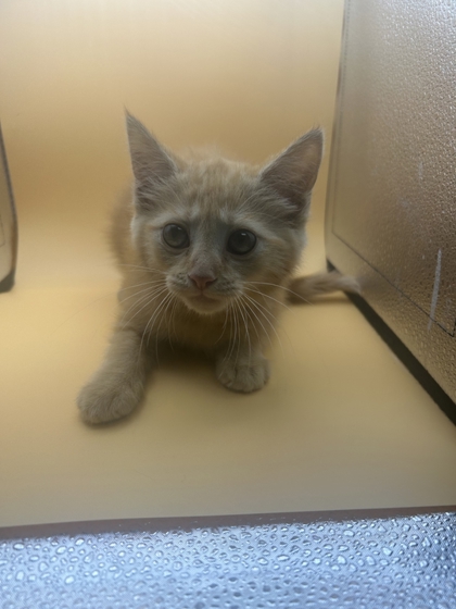 Shelter Stray Female Cat last seen Near block of Thorne grove pike, City of Knoxville GP, TN, 3201 Division St, Knoxville, TN 37919, USA