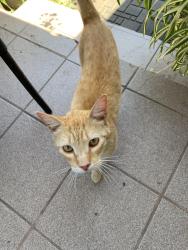 Found/Stray Male Cat last seen Family dollar on Crowslanding rd , Modesto, CA 95358